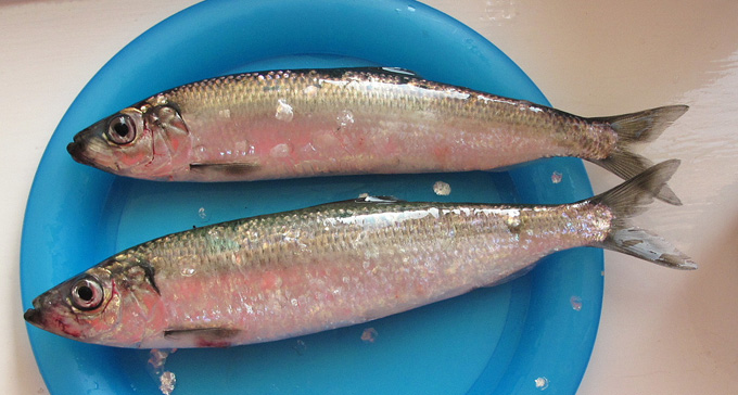 Sill på tallrik. Foto: Pengannel/Flickr (CC)