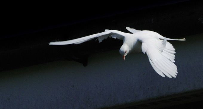 Victor Jara sjunger om sin duva. Foto: Richard Fisher/Flickr (CC)