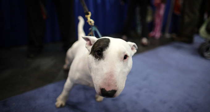 Nyfiken bullterrier. Foto: ccho/Flickr (CC)