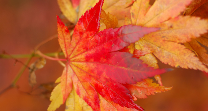 Sprakande höstlöv. Foto: Susannah Grant/Flickr (CC)